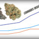 cannabis insights