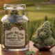 woody nelson country club cannabis flower