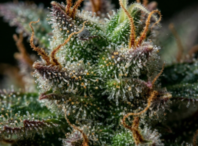 close up of cannabis trichomes