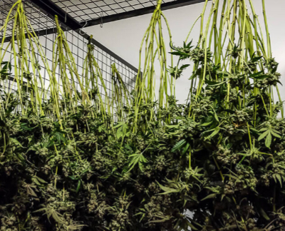 hang dry curing cannabis