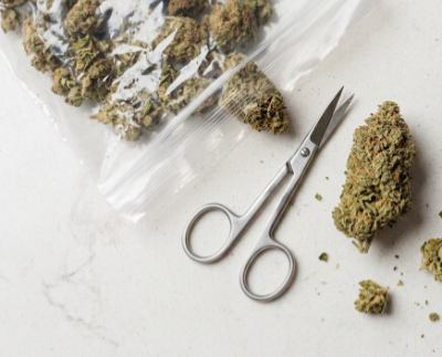 dry cannabis on table with scissors