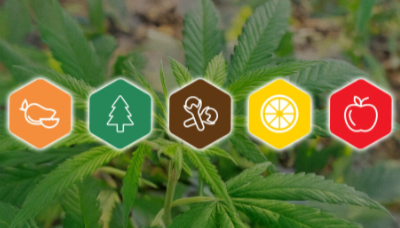 terpene symbols