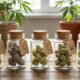 cannabis in glass jars