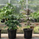 cannabis plants
