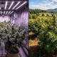 cannabis growing indoor and outdoor