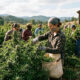 harvesting cannabis